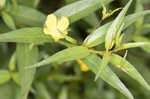 Carolina primrose willow